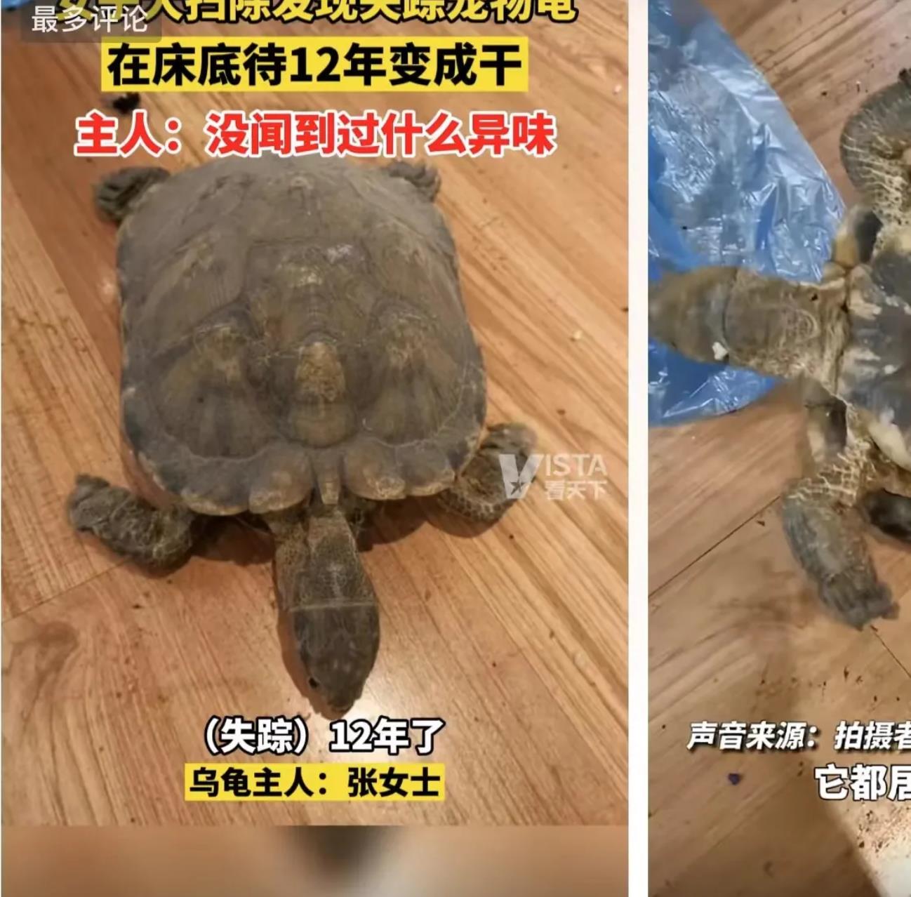 真是太神了:大扫除意外发现2009年失踪的乌龟已经死在床底下