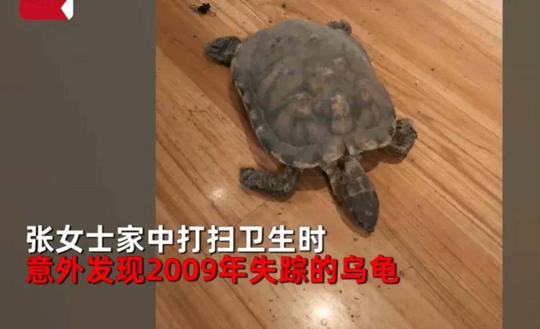 真是太神了:大扫除意外发现2009年失踪的乌龟已经死在床底下