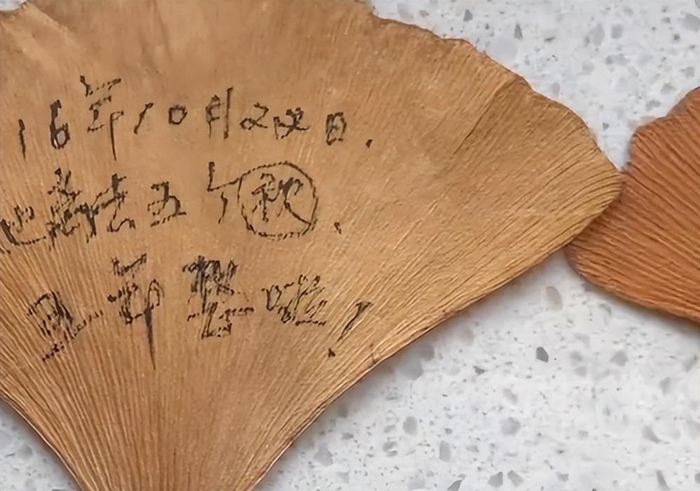 女子收拾母亲遗物发现23片相思叶记录着深深的思念