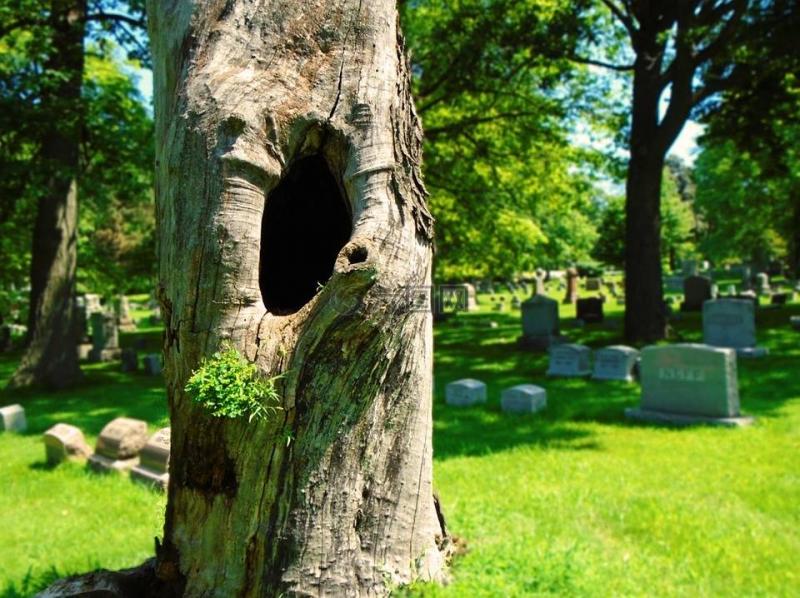 经常会看到空心的老树还活着，它难道是不死之身？