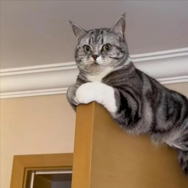 猫的天性就是喜欢攀登高处，俯瞰主人的领地