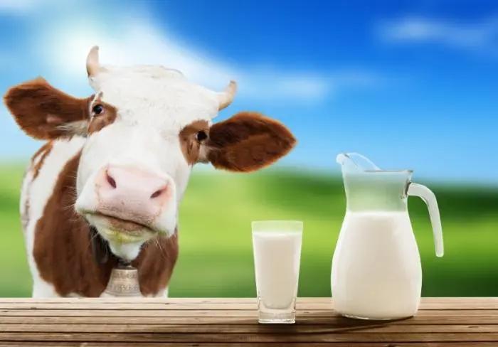 牛奶不应该是绿色吗？为什么挤出来的牛奶都是白色呢？