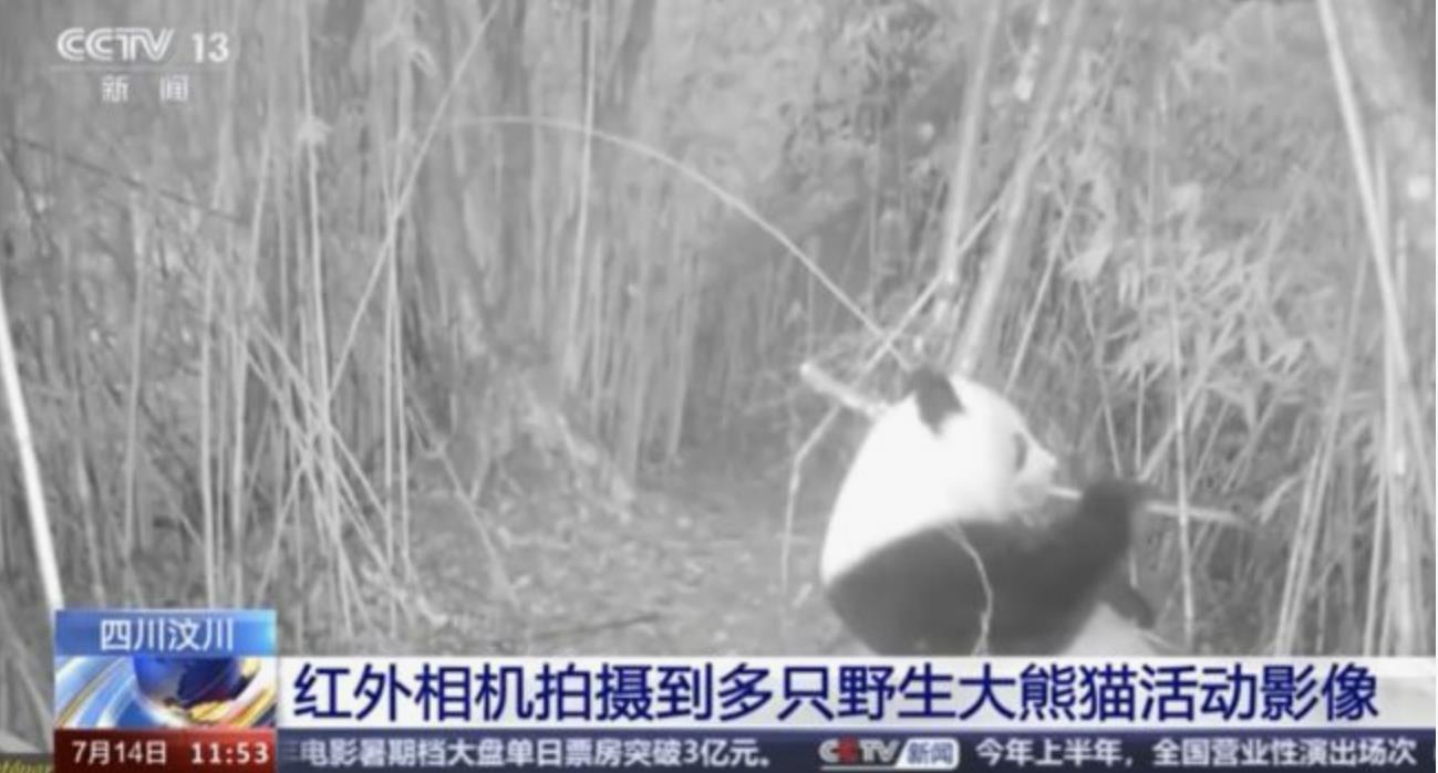 野生大熊猫竹林吃一整晚竹子，大胃王享受夜宴真可爱