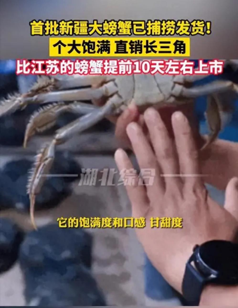 新疆呼图壁县15吨大闸蟹金秋开捕，鲜美上市引热销
