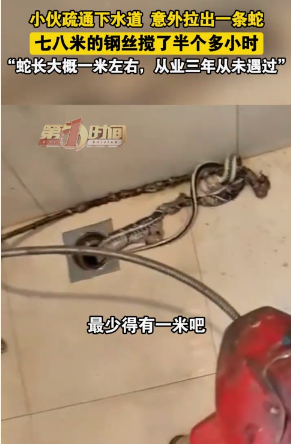 惊魂一刻！杭州家政师傅疏通下水道竟捞出1米长死蛇