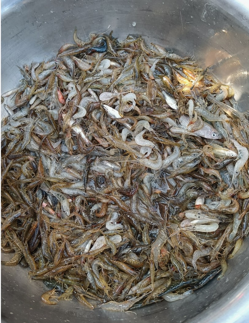 朋友塞来巨型小河虾，这吃法能让我原地“封神”？